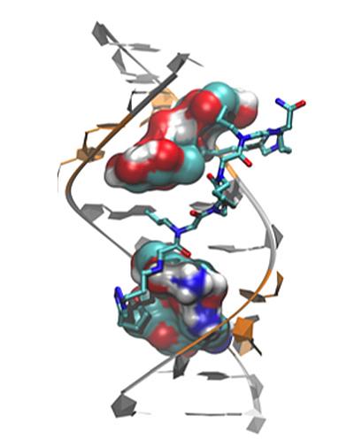 Genetic Defect that Causes Myotonic Dystrophy Type 2