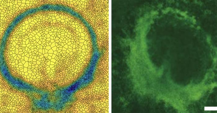 computer simulation vs experiment