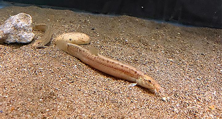 Dojo Loach