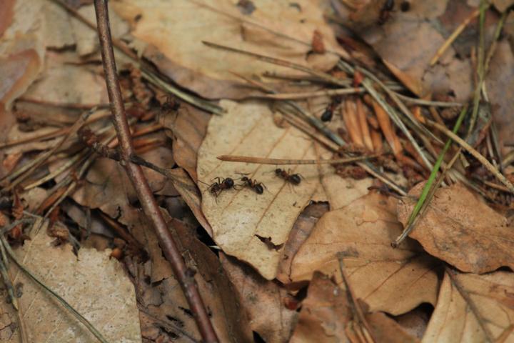 Ants in the Leaf Litter
