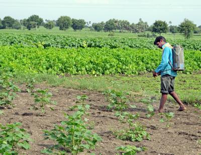 Indian Cotton Farmer