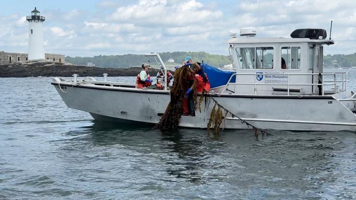 Harvesting kelp