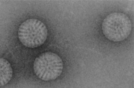 A 30 Year-Long Mystery Solved - Why Rotavirus | EurekAlert!