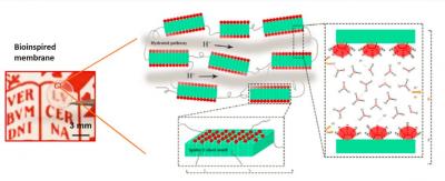 Structure of the Spider Silk Inspired Proton-Conducting Membrane