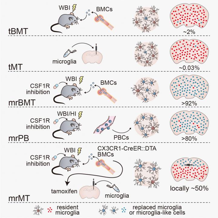 Strategies for microglia replacement via tBMT, tMT, mrBMT, mrPB and mrMT.