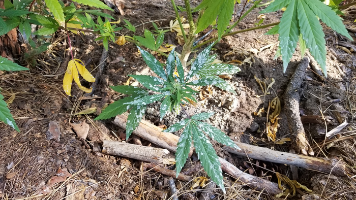 Pesticides splattered on a cannabis plant