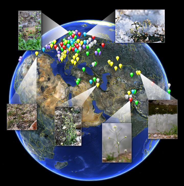 Population Genetic and Epigenomic Diversity of <i>Arabidopsis</i>