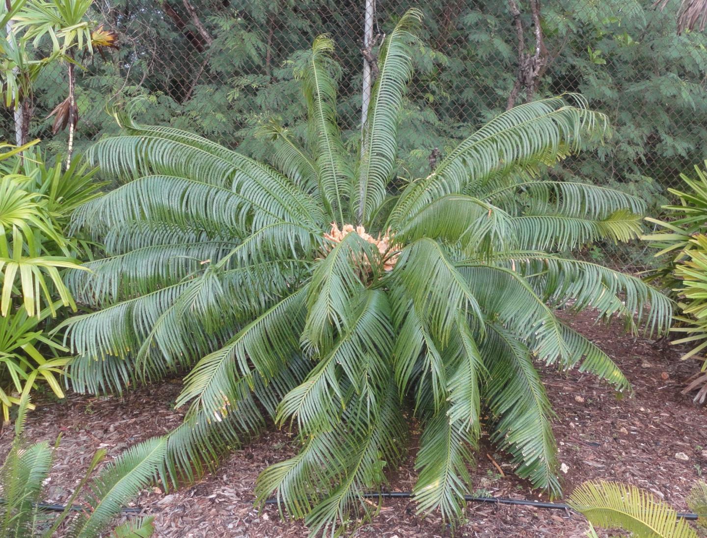 A Healthy Cycas micronesica