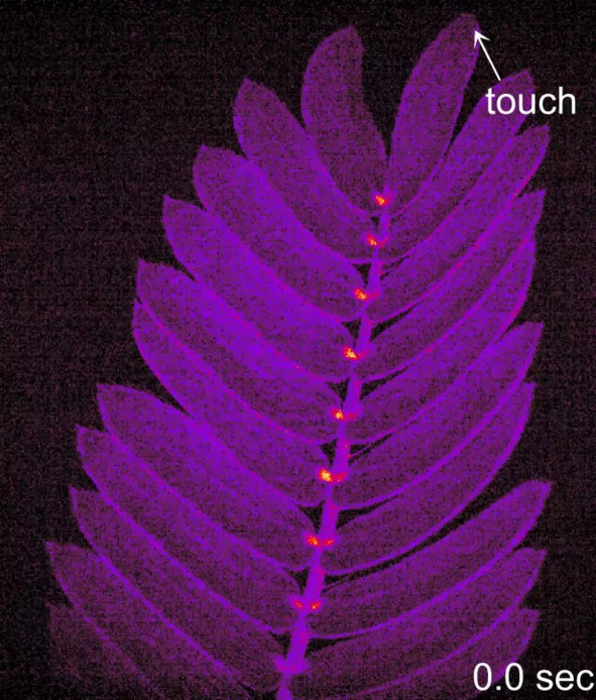 Video #1: Long-distance rapid Ca2+ signals upon touching in Mimosa pudica