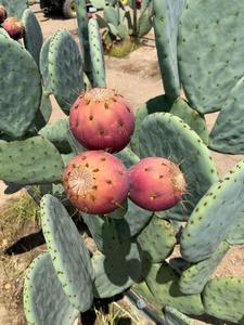 cactus-pear-fruit