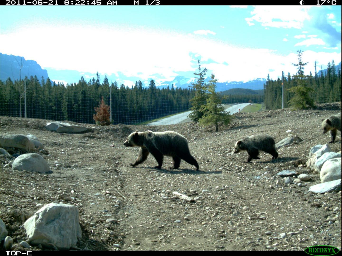 UBC Study Finds Family-friendly Overpasses are Needed to Help Grizzly Bears