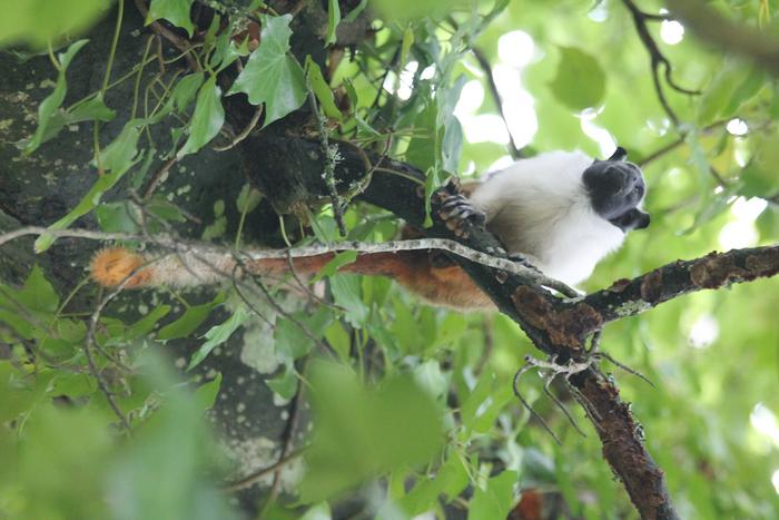 Pied tamarin2