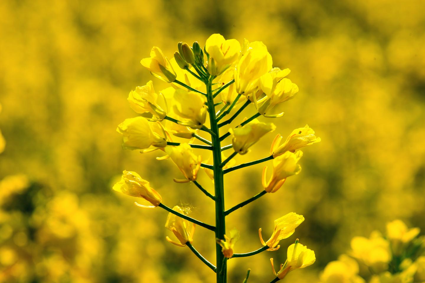 Rapeseed Blossoms