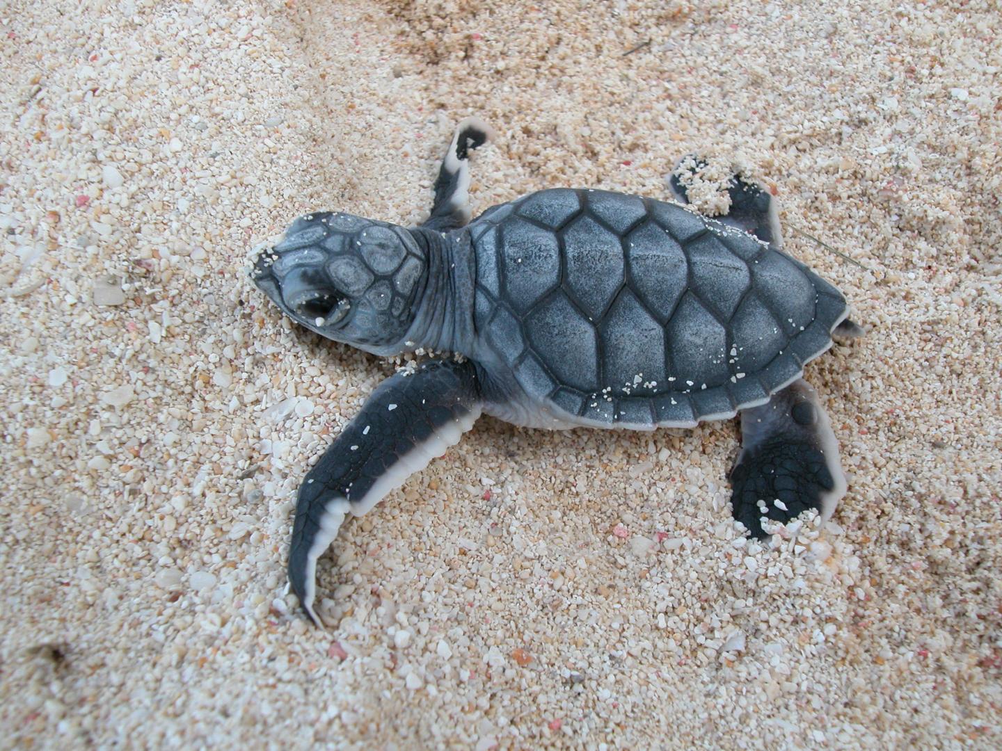 A green turtle hatchling