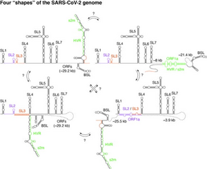 SARS-CoV-2 genome: A shapeshifting killer