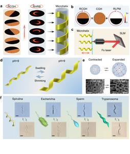 Schematic illustration of highly efficient fabrication of stimuli-responsive microhelix based on the rotary holographic processing method.