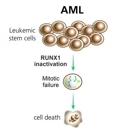 Pre-Leukemic Stem Cells