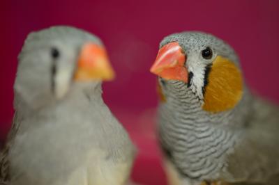 Zebra Finch Close Up