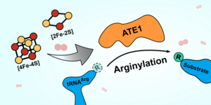 ATE1 enzymatic function