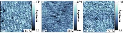 A New Family of Molecules for Self-Assembly: The Carboranes (2 of 2)