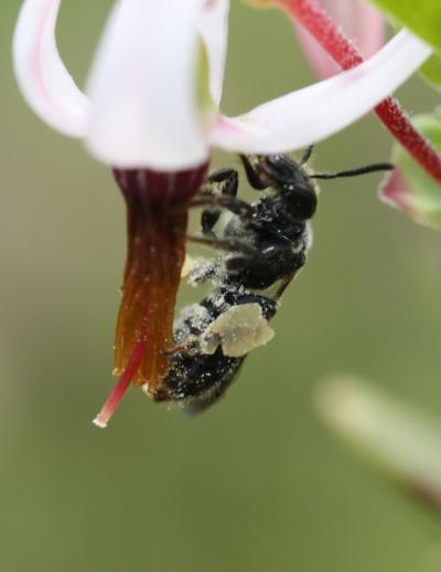 Wild Pollinators Crucial For Food Crops (2 of 12)