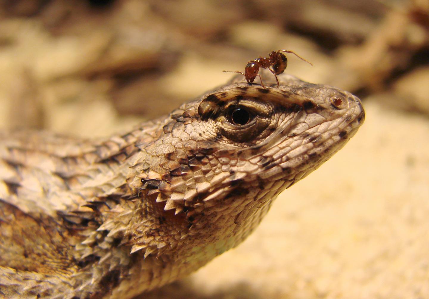 Fire Ant Biting Lizard