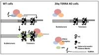 TERRAs regula el estado de la cromatina telomÃ©rica