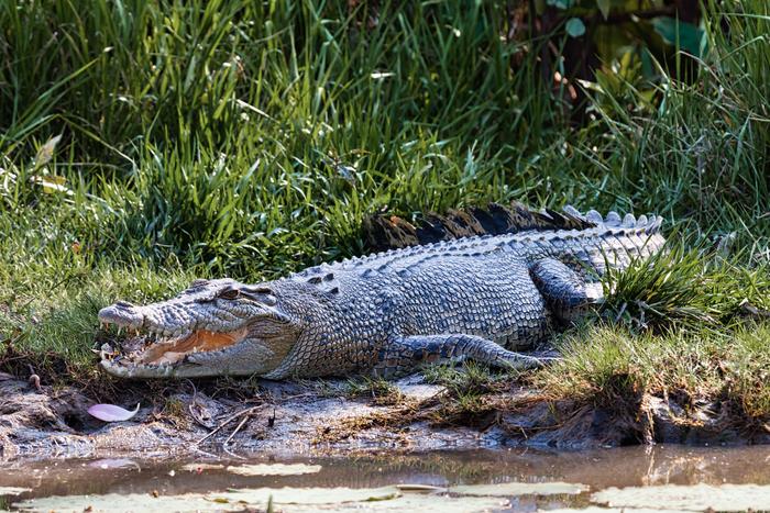 Crocodile in Northern Territory