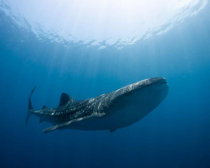 Whale shark