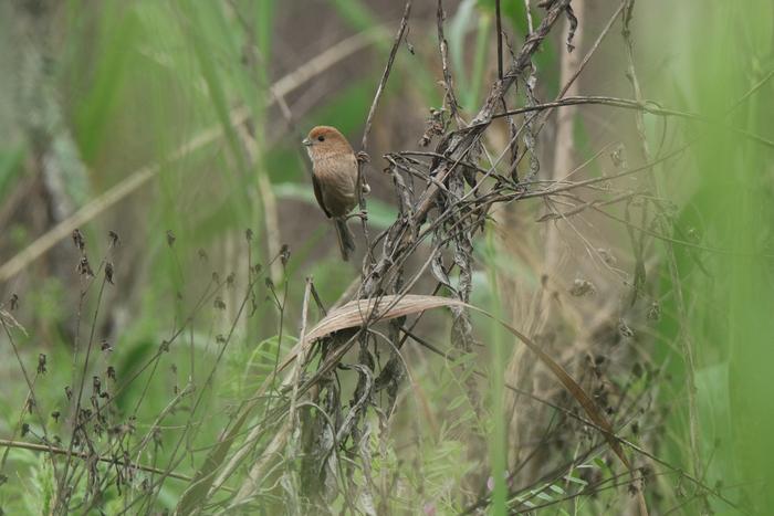 Vinous-throated Parrotbill