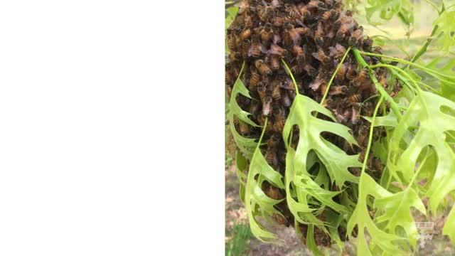 How Bee Swarms Keep Their Shape