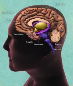 Side view illustration of the brain.