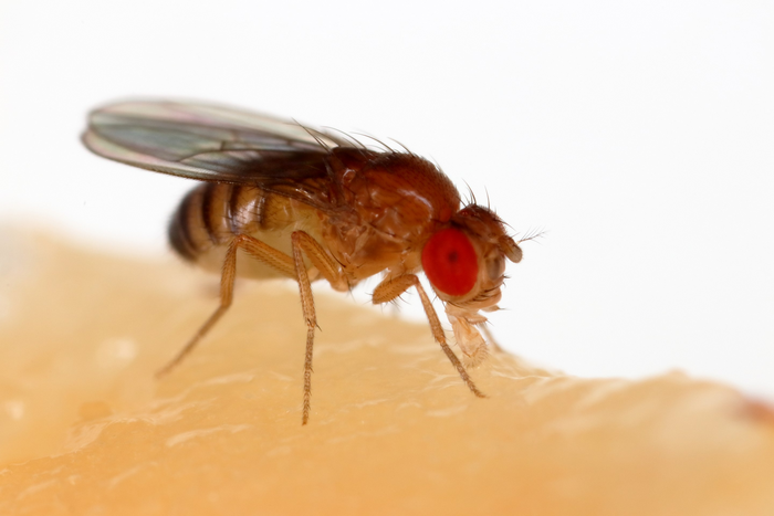 New University of British Columbia research shows how flies lay off salty snacks