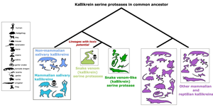 カリクレインセリンプロテアーゼの進化系図