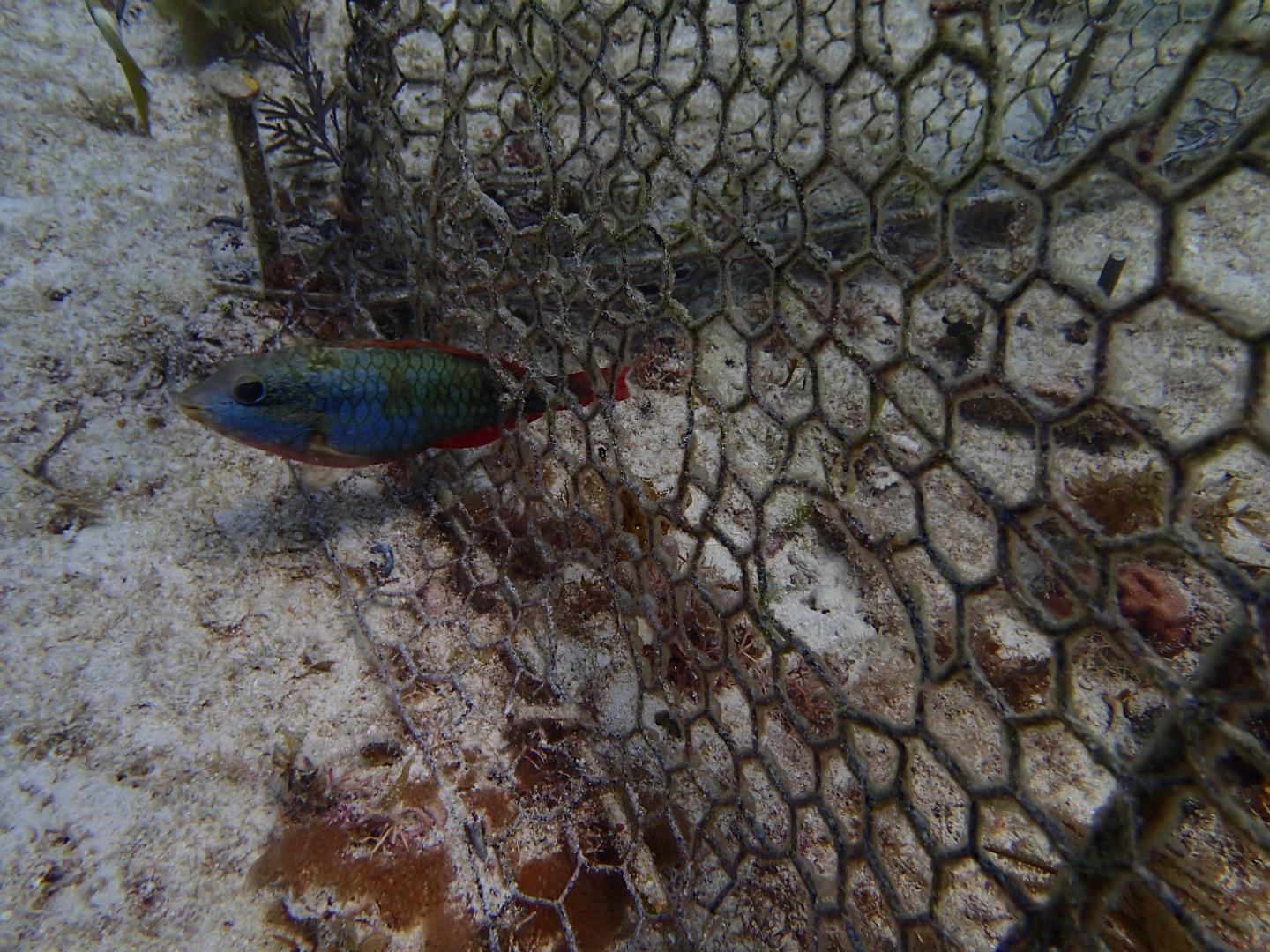 Small Parrotfish Swims through Enclosure