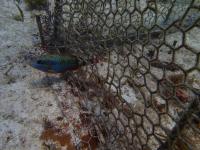 Small Parrotfish Swims through Enclosure