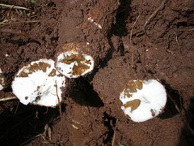 Cassava Brown Streak Disease