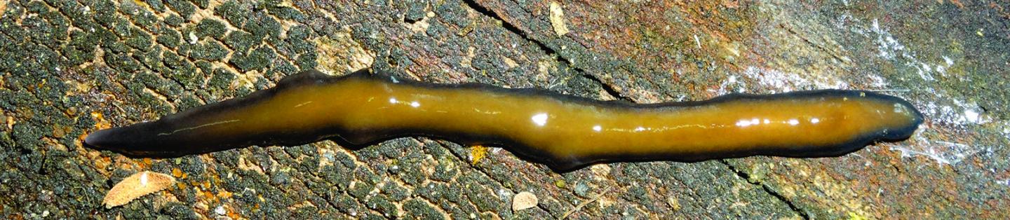 One of the New Flatworm Species Showing Dark Body Margins