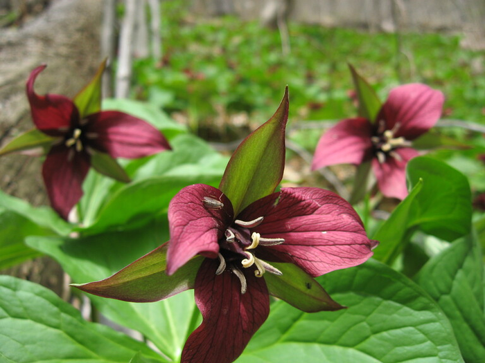 Red Trillium