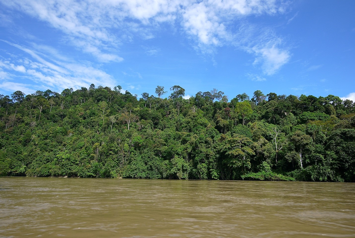 Primary forest in Indonesia in summer 2017