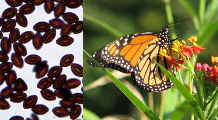 Monarch Parasites