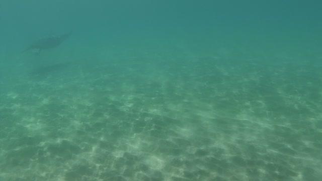 Green Turtle Swimming off Cyprus