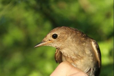 Thrush Nightingale