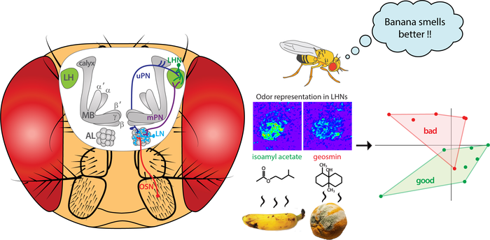 Schematic of odor representation and evaluation in the lateral horn, a higher center in the vinegar fly brain