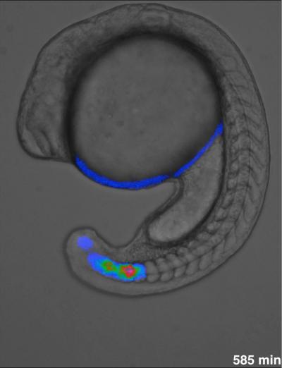 Zebrafish Doppler Effect