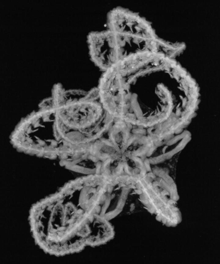 Image of the Entire Body of the Fleshy Brittle Star