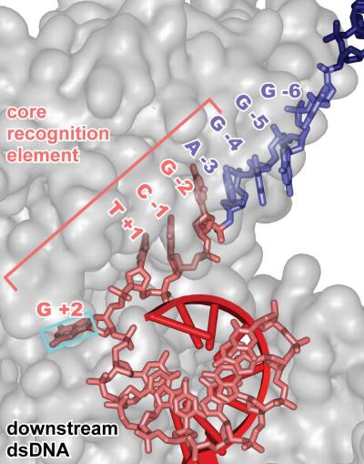 Core Recognition Element