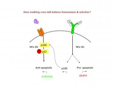 Optimal Amount of Germ-Fighting B Cells