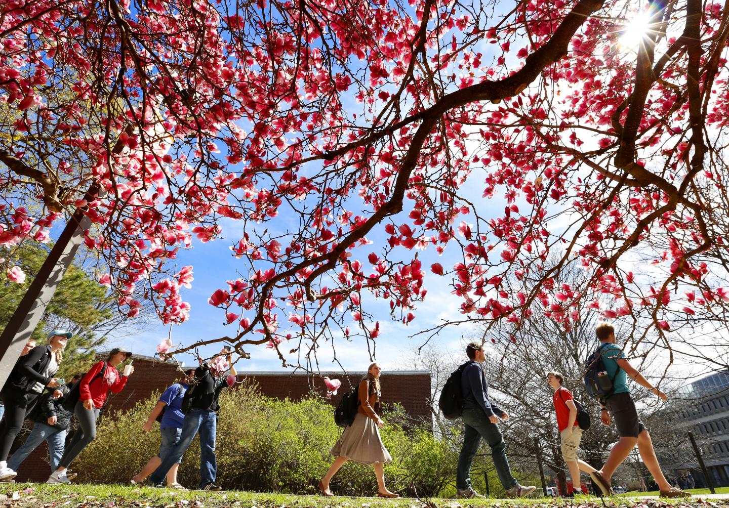 Students Walking Across Campus