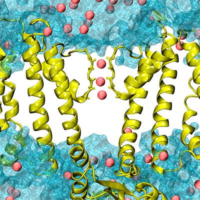 Central Pore of a BK Channel
